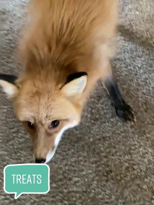 A post by @eeveethefox on TikTok caption: She don’t even chew, Miss Impatient 🙄 #fyp #foryou #foryoupage #fy #fox #animals #pet #pets #animal