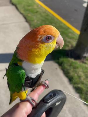 A post by @pico_n_ollie on TikTok caption: Look at this beautiful lil boy 🥺 #iwoulddieforpico #caiques #birdsoftiktok #fyp