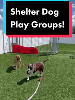 A post by @partners4petsil on TikTok caption: Get those dogs out and P L A Y ☀️ Adoption application #linkinbio! 🏡❤️ #dogsplayingforlife #adoptme #EasyWithAdobeExpress #fyp #shelterdog