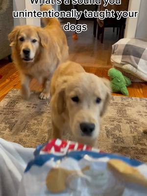 A post by @bandanajax on TikTok caption: Snacks on snacks on snacks #goldenretriever