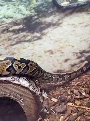 A post by @hazeleyes940 on TikTok caption: #Texas #reptile #snakesoftiktok #viral