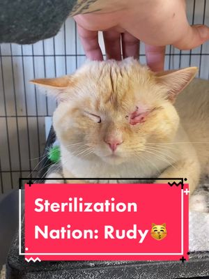 A post by @partners4petsil on TikTok caption: Welcome to P4P, Rudy! We’ll take good care of you, buddy. 😻 #spayandneuteryourcats #tnr #BigComfy #fyp #adoptme