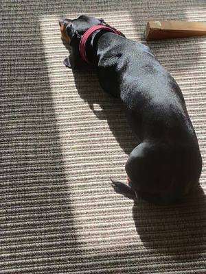 A post by @nelliethesausagepup on TikTok caption: Duracell sosij doing a recharge 🌞 #dachshund #sausagedog #sausagedogsoftiktok