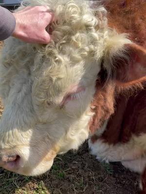 A post by @waterbearops on TikTok caption: Got better waves than the whole hood…#wavecheck #minihereford #bull