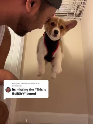 A post by @mrcooperthecorgi on TikTok caption: Reply to @brandonnewton HAHAHA such a good idea 😂 #corgi #corgipuppy #corgisoftiktok #dognailclipping