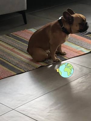 A post by @pipathefrenchie1 on TikTok caption: #fy  #pipathefrenchie  #aroundtheworld  #dogsofttiktok  #funnyvideos  #foryou  #dogs  #frenchiesoftiktok  #dogsvideo