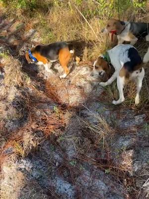 A post by @calebcli386 on TikTok caption: Ole boy has a helluva nose and mouth on him to be 9 months old #houndsman #walkerhounds #deerdoghunting #florida #ImoniCarly