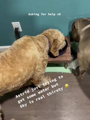 A post by @astrid_the_turd on TikTok caption: Have you ever seen a thirstier dog? XD poor Astrid, so patient. #dogsofttiktok #drinkingchallenge #thirstydog #sharebitch #halp #whenisitmyturn #doggobesties