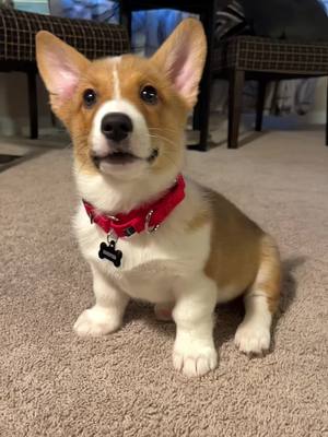 A post by @mrcooperthecorgi on TikTok caption: SOOOO much personality for such a little dude #corgi #corgipuppy #corgisoftiktok