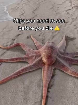 A post by @planetearth42069 on TikTok caption: Clips you need to see ⚠️😳 #fy #fyp #nature #animals