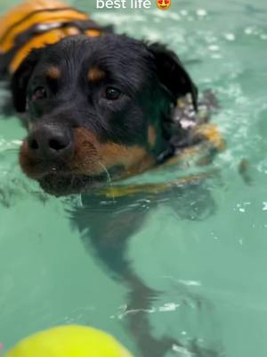 A post by @thecrazydogmom on TikTok caption: Ayva’s #1 activity to do. So here she is on her 5th birthday enjoying some swimming. 🎂 #rottweiler #dog #foryou #dogsofttiktok #cute #rottie #fyp #swim