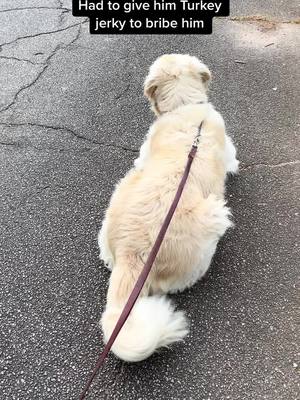 A post by @sillysully on TikTok caption: How To Walk Your Golden