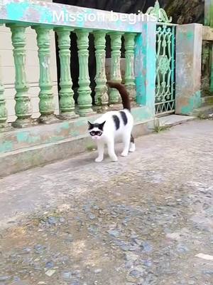 A post by @onedaylong0 on TikTok caption: #catsoftiktok #cute #cat #funny #funnyvideos