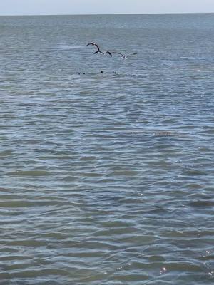 A post by @frigatebirdfishing on TikTok caption: #tailingredfish #ocean #flyfishing #texas