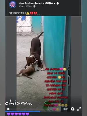 A post by @lachismaoficial on TikTok caption: #polemicadegeros #monaygeros💜 #viral ellos aman a sus mascotas 💜🐶