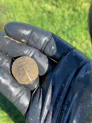 A post by @waterbearops on TikTok caption: Found the best skipping rock ever…#turtle #rockskipping #noturtleswereharmedinthepreviousvideo