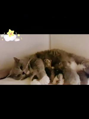 A post by @ming334420 on TikTok caption: #cat #lovely #kittenlove 😘😘Newborn Kitten