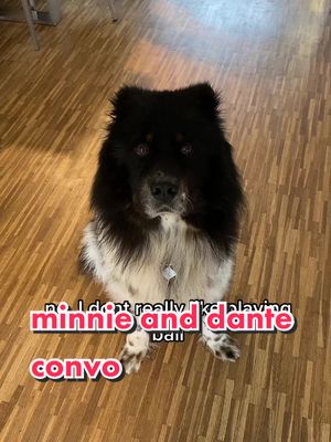 A post by @elo.dante on TikTok caption: Minnie can’t believe it #elosoftiktok #dante #dogsofttiktok #fyp #doggo #adorable #PetsOfTikTok #cockerspanielsoftiktok #puppy #viralvideo