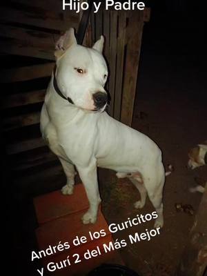 A post by @gastonrubio21 on TikTok caption: #losguricitosdogoarg #dogoargentino #FreeFireXBTS #dog #perro