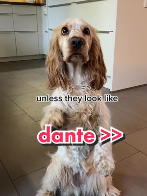 A post by @elo.dante on TikTok caption: mine and Dante pics >>> #elosoftiktok #dante #dogsofttiktok #fyp #doggo #adorable #PetsOfTikTok #cockerspanielsoftiktok #puppy #viralvideo