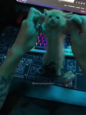 A post by @michaelelgatocat on TikTok caption: dancing with my friend! 🐱❤️ #dudul #dudulers #elgato #munchkincat #viral #fypシ #pngtuber #cat #elgatocat #cute #catsoftiktok #animation