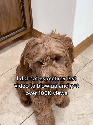 A post by @goldendoodle.family on TikTok caption: Maybe this video will have better luck? 🐶 #doggo #cute #dog #cutedog #paris #goldendoodle #puppy #viraloneday #boi #saturday #goldendoodlepuppy