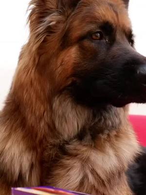 A post by @_storm_the_kingshepherd_ on TikTok caption: ᴄᴀɴ ɪ ɢᴇᴛ ᴀ 𝐤𝐢𝐬𝐬? || do you celebrate easer? || #gsd #dog #easter #shepherd