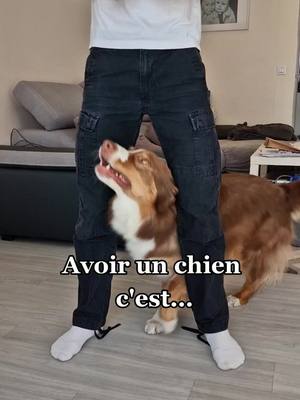 A post by @ayko_gln on TikTok caption: Plus fidèle que notre propre ombre 🤣 #pourtoi #humour #chien