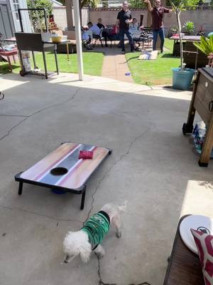 A post by @wolfwarrior33 on TikTok caption: Having a fun Easter at home! Playing games! Simba is having a blast 🤣 happy to be included #happyeaster #simbadoggo #toughguy