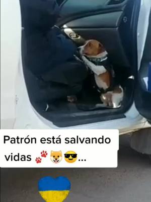 A post by @dogsandcharly on TikTok caption: POV Patrón #mascotas #dogsandcharly #ukraineworld