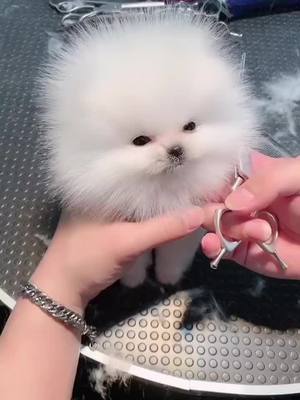 A post by @loveonpet on TikTok caption: Hiiiii❤️ #cutepuppy #pet #dogs #fyp #fypシ #foryou