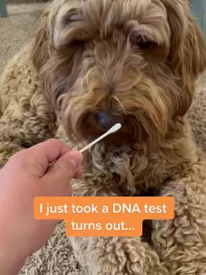 A post by @goldendoodle.family on TikTok caption: He’s the best potatoe I could ever ask for! 🥔 #potatoe #cutepotatoe #cuteboi #cutedog #cutedoggo #boi #dog #doggo #miloboi #milo #tiktok #foryou #foryoupage