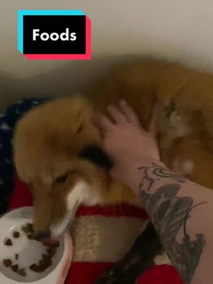 A post by @eeveethefox on TikTok caption: Instead of nom nom nom it’s a weird aeuh aeuh aeuh lol #fyp #fy #foryou #foryoupage #animals #pet #PetsOfTikTok