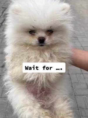 A post by @loveonpet on TikTok caption: Soooo dirty dog,see how it goes after washing! #PetsOfTikTok #cutepuppy #dogs #fyp