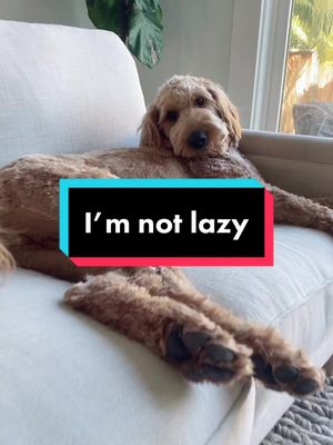 A post by @goldendoodlebenny on TikTok caption: The sitting position 😆Who feels the same on a Tuesday?! Lol. #imnotlazy #lazydog #cutedog #PetsOfTikTok #petsoftiktokfunny #goldendoodle #doodletok #takeaNAIRbreak