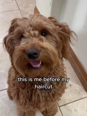 A post by @goldendoodle.family on TikTok caption: Did they give me the wrong dog? 🐶 #haircut #groomer #cutedog #puppy #paris #goldendoodle