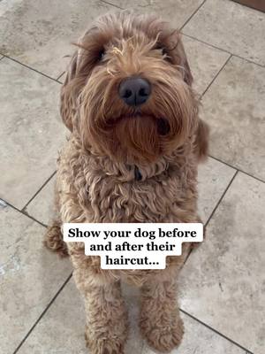 A post by @goldendoodle.family on TikTok caption: He’s a different dog I swear! 🐶 #milo #boi #groomer #haircut #cutedog #cuteboi