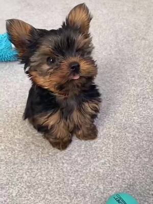 A post by @yorkiestok on TikTok caption: Little doggy dude!🥰❤️