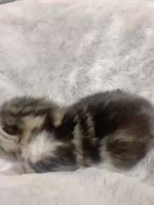 A post by @ming334420 on TikTok caption: #cat #cute #adorablecat #lovely Lost Kitten😘