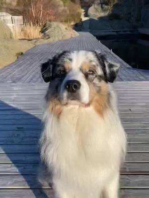 A post by @forsythian on TikTok caption: #australianshepherd #norway #farsund #dogsofttiktok #covermeinsunshine