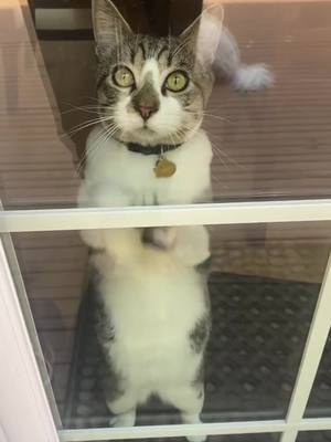 A post by @finneganthekitten on TikTok caption: Will you come let me out?! #cat #kitten #cattok #kittentok #kittens #cats #funnycat