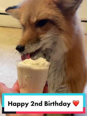 A post by @eeveethefox on TikTok caption: And thank you all for the fans for your support on this page, we appreciate you all!☺️❤️ #foryou #foryoupage #fy #fox #animals #pet #PetsOfTikTok #animal