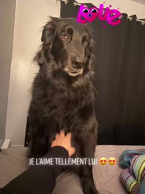 A post by @misssourire80 on TikTok caption: On les aimes-tu hein nos animaux 😍😍😍