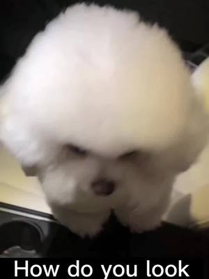 A post by @aa001puppy on TikTok