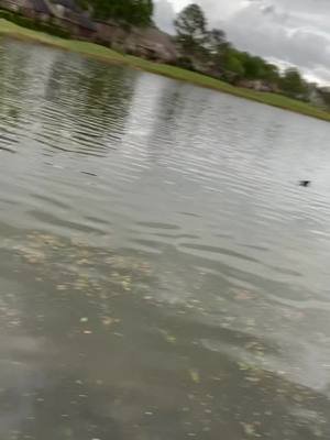 A post by @ on TikTok caption: Goofy augh bait #turtle#pond#babayturtle#fishing#bait#fishingbait#pond#hashtag#lake#river#fish#reel#rod#texas#texasfishing#MoveWithTommy#bluegill#fyp#bass#fyppppppppppppppppppppppp#largemouthbass#usa#chasebaitsusa#pondfishing#toallthekids#likeforlike🤗#fishfrenzycrew#lmb