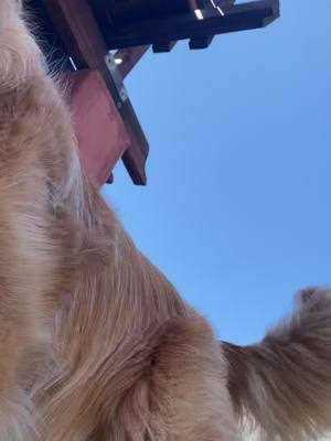 A post by @thegoldenwoodson on TikTok caption: POV laying on the ground with a needy golden retriever #goldenretriever #goldenretrieverlife