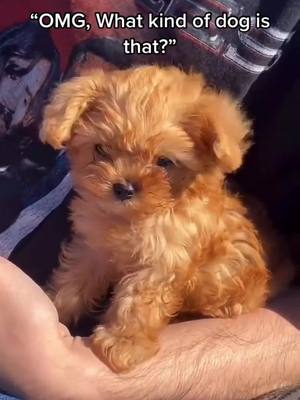 A post by @yorkiestok on TikTok caption: Look at this Yorkie Mix!! 😍🧡