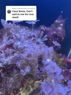 A post by @laceynrobinson on TikTok caption: Reply to @8memito6  day three on growing my Xenia garden lol #reef #saltwater #saltwatertank #xenia #coral #reeftank