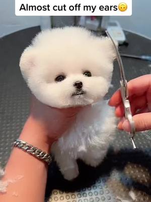 A post by @loveonpet on TikTok caption: #PetsOfTikTok #cute #dogs #fy #fyp