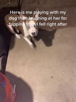 A post by @graphdogs on TikTok caption: Instant karma 😂